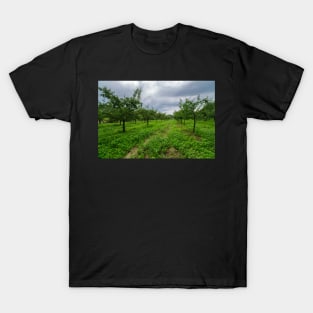 Plum trees orchard T-Shirt